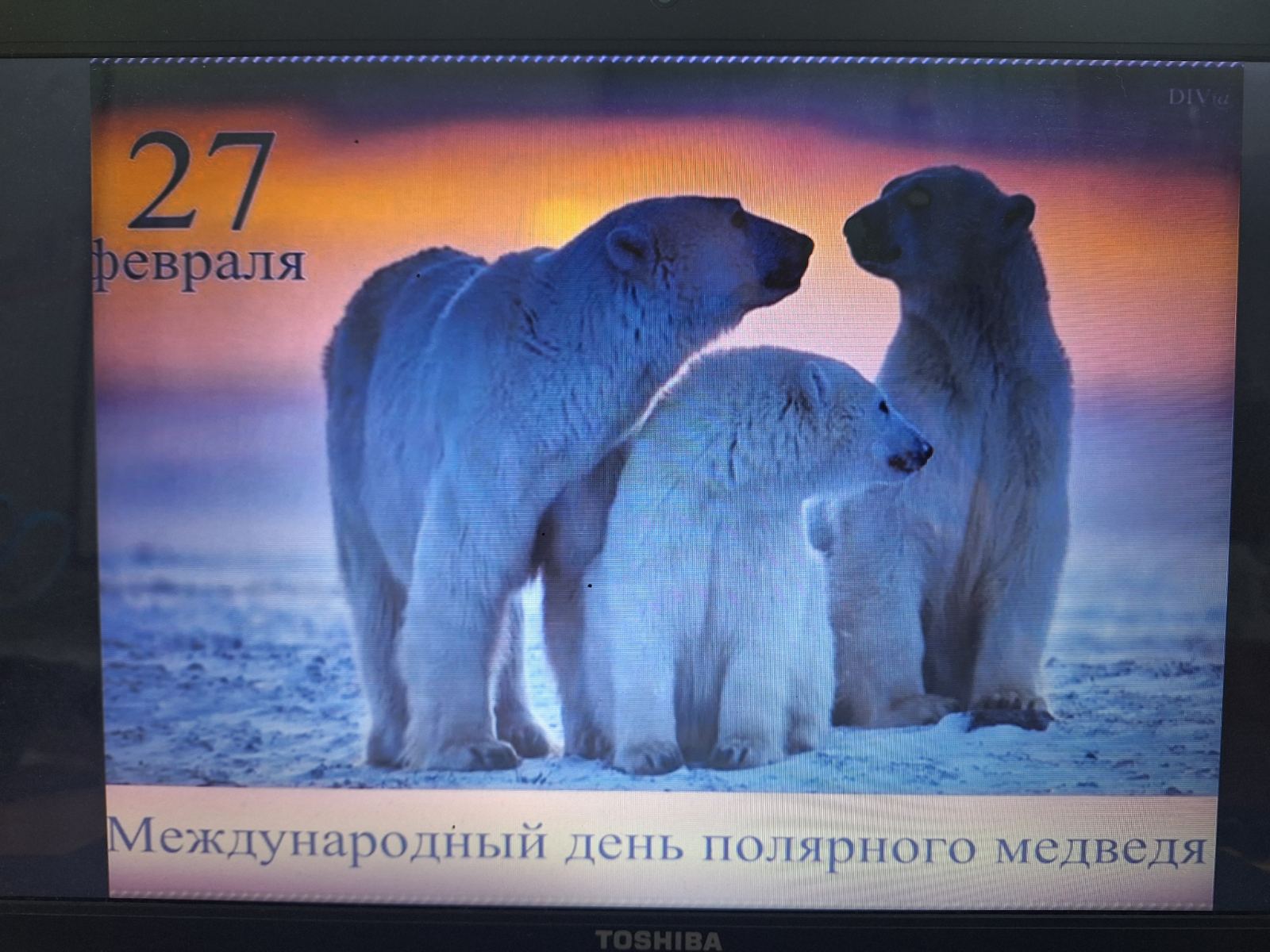 Международный день полярного медведя.